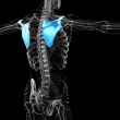 3d render medical illustration of the scapula bone