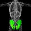 3D medical illustration of the pelvis bone