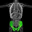3D medical illustration of the pelvis bone
