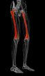 3d render medical illustration of the femur bone
