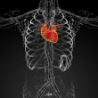 3d render medical illustration of the human heart 