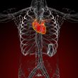 3d render medical illustration of the human heart 