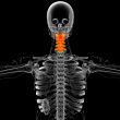 3d render medical illustration of the neck bone