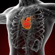 3d render medical illustration of the human heart 