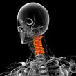 3d render medical illustration of the neck bone