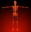 human skeleton 