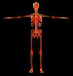 human skeleton 