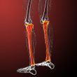 3d render medical illustration of the tibia bone 