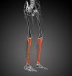 3d render medical illustration of the tibia bone 