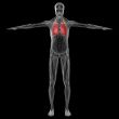 3D medical illustration of the human lung