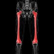 3d render medical illustration of the femur bone