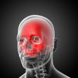 3d render medical illustration of the upper skull 