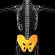 3d render medical illustration of the pelvis bone
