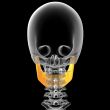3d render medical illustration of the jaw bone