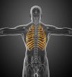 3d render medical illustration of the ribcage