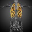 3d render medical illustration of the ribcage