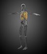 3d render medical illustration of the ribcage