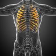 3d render medical illustration of the ribcage