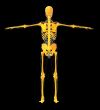 3D medical illustration of the human skeleton