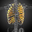 3d render medical illustration of the ribcage