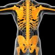 3D medical illustration of the human skeleton