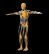 3D medical illustration of the human skeleton