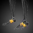 3d render medical illustration of the midfoot bone