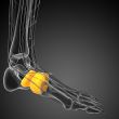 3d render medical illustration of the midfoot bone