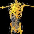 3D medical illustration of the human skeleton