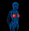 human breast 