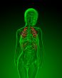 3d render medical illustration of the ribcage