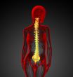 3d render medical illustration of the human spine
