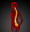 3d render medical illustration of the human spine