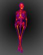 3d render medical illustration of the skeleton 
