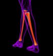 3d render medical illustration of the tibia bone