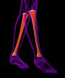 3d render medical illustration of the tibia bone