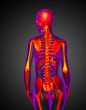 3d render medical illustration of the skeleton 