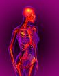 3d render medical illustration of the skeleton 