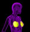 human breast 
