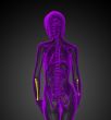 3d render medical illustration of the radius bone 