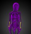 3d render medical illustration of the radius bone 