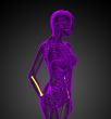3d render medical illustration of the radius bone 