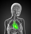 3d render medical illustration of the human heart 