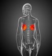 human breast 