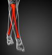 3d render medical illustration of the tibia bone 