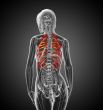 3d render medical illustration of the ribcage 