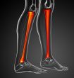3d render medical illustration of the tibia bone 