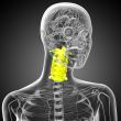 cervical spine