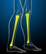 3d render medical illustration of the tibia bone