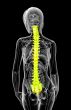 3d render medical illustration of the human spine